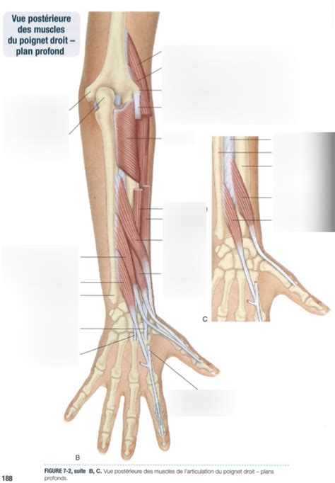 Muscles Avant Bras Diagram Quizlet