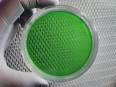 10 Pack Of Pre Poured Green Mea 90mm Agar Plates Sporeswaps