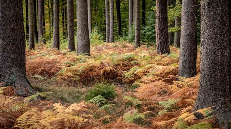 Sachsenwald 1 - zielfoto-hamburg.de