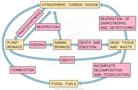 Ib Dp Biology Sl Skills Carbon Cycling Climate Change