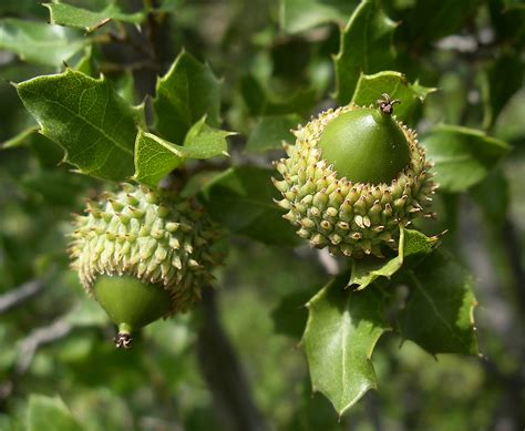 Quercus coccifera - Изображение особи - Плантариум