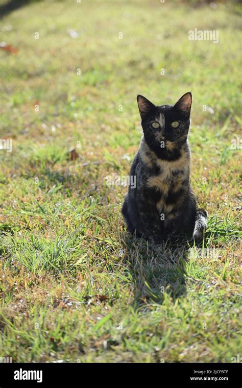 Pregnant Calico Cat Hi Res Stock Photography And Images Alamy