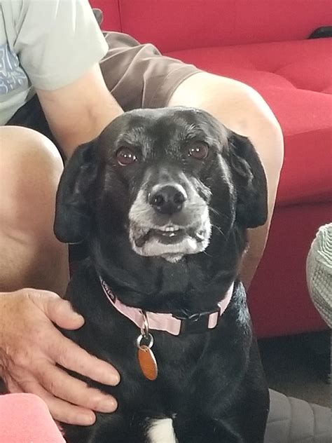 my dog, stinky. not sure why but she just looks like this : r/rarepuppers