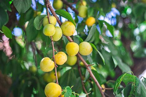 Yellow Plums In A Tree Stock Photo Image Of Grow Ripe 152260262