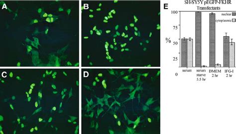 Igf I Regulates The Cellular Localization Of Fkhr In Sh Sy Y