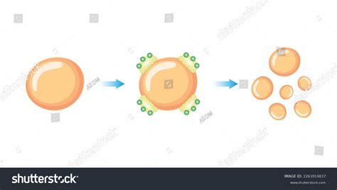 Scientific Designing Fat Emulsification Fat Digestion Stock Vector