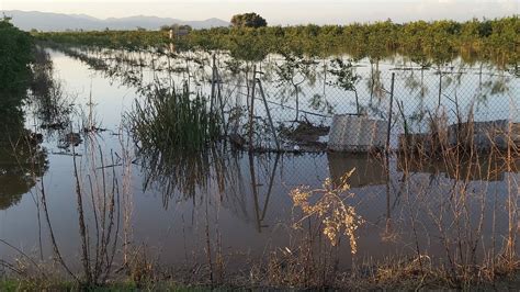 La Dana Causa P Rdidas De Millones De Euros En La Agricultura Valenciana