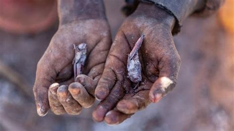 Comi Insetos Para Sobreviver Como Madagascar Virou Exemplo De Fome E