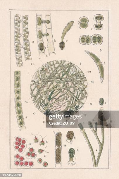 Spore Microscope Photos And Premium High Res Pictures Getty Images