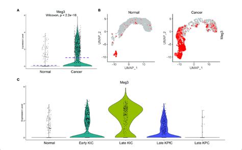 Elevated Meg3 Transcript In Cancer Cells Of Pdac Mouse Models 33