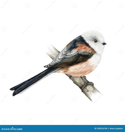 Long Tailed Tit Bird Watercolor Illustration Hand Drawn Realistic