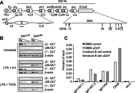 transcription factor ebf regulates differentiation stage specific