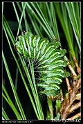 Category:Actias dubernardi (caterpillar) - Wikimedia Commons