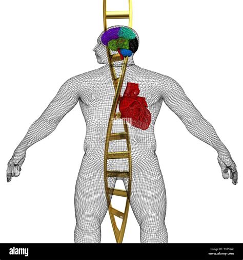 D Medical Background With Dna Strands And Wire Human Body Model With