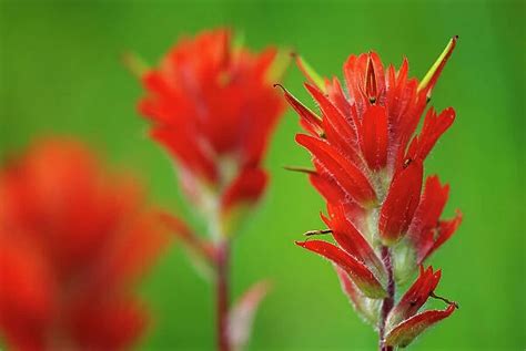 Indian Paintbrush Castilleja Coccinea Our Beautiful Pictures Are