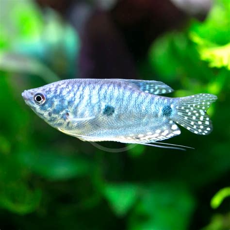 Gourami Blue Trichopodus Trichopterus Aquatics Unlimited