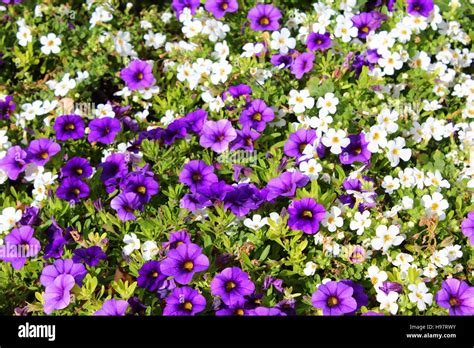 Flower Bed Background Stock Photo Alamy