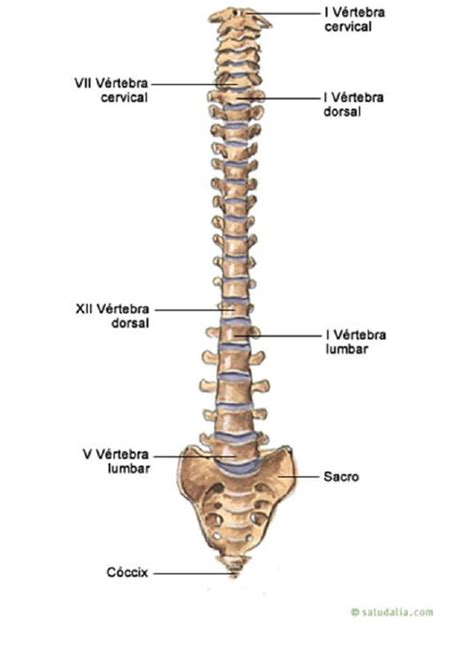 Qué es la columna vertebral y cuántos huesos tiene Resobert