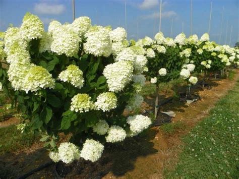гортензия метельчатая полярный медведь фото | Hydrangea paniculata ...