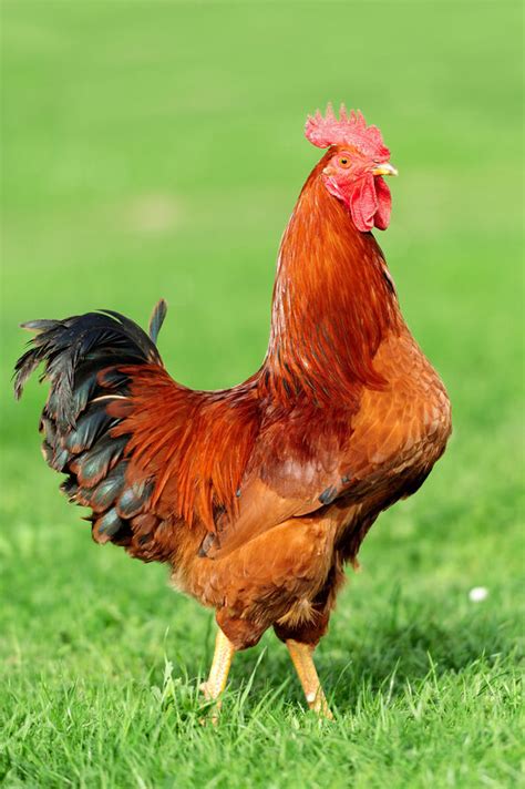 New Hampshire Red Chickens For Sale Chickens For Backyards