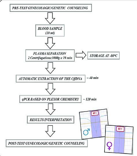 Workflow For The Foetal Sex Determination By The Plexor Hy Assay On Cffdna Download Scientific