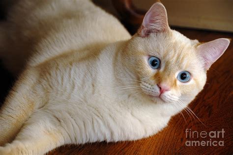 Flame Point Siamese Cat By Amy Cicconi