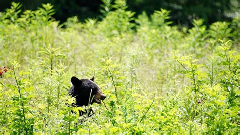 Black Bears In Great Smoky Mountains National Park Wildlife Watching