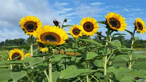 How To Grow Sunflowers From Seeds Outdoors Growing Sunflowers Hgtv Gardens How To Harvest