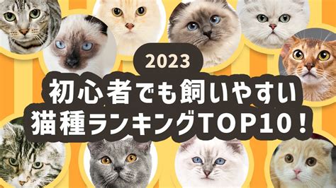 【2023年最新版】初心者でも飼いやすい猫種ランキングtop10！ 動物（犬・猫 他色々）【まとめ動画】