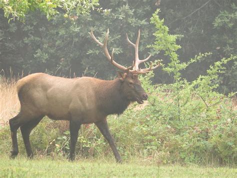 Bull Elk In The Smoke Photograph By Susan Lindblom Fine Art America