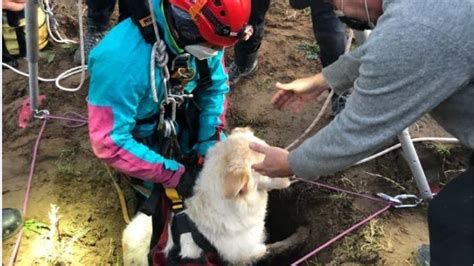 Cade In Un Pozzo Artesiano In Un Parco Al Trionfale Cane Salvato Dal