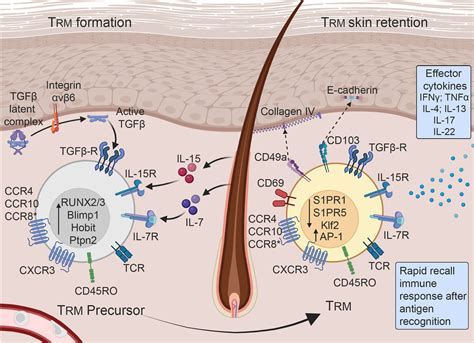 Resident Memory T Cells In Nonlesional Skin And Healed Lesions Of