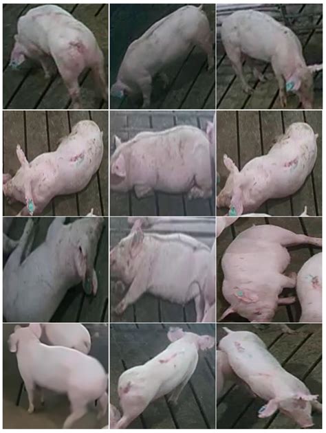 Animals Free Full Text Pig Posture Recognition Based On Computer