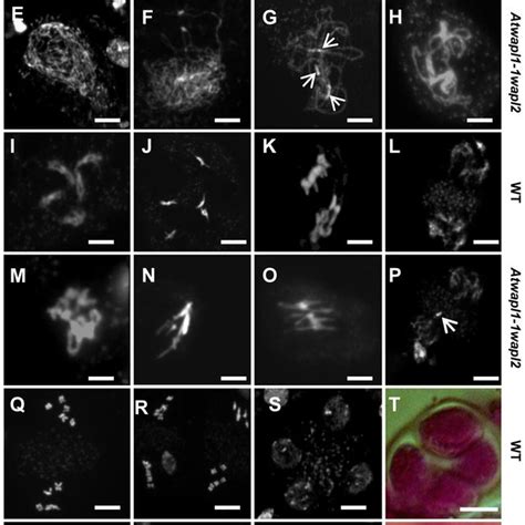 Atwapl1 1wapl2 Plants Exhibit Defects During Male Meiosis DAPI Stained