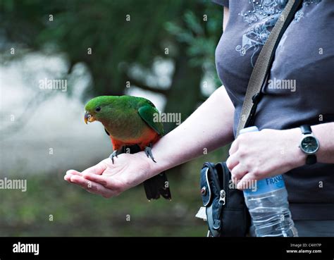 Juvenile Australian King Parrot Feeding From A Womans Hand At Kennet