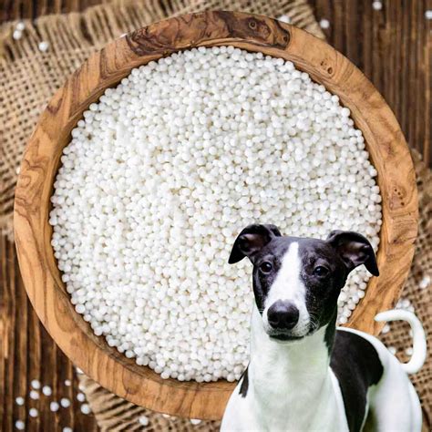 Can Dogs Eat Tapioca What You Need To Know Spoiled Hounds