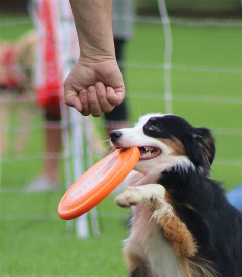 W2w2019 Demos 016 Humane Society For Greater Nashua New Hampshire