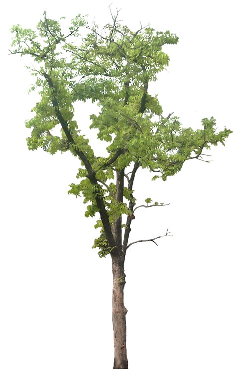 Tropical Plant Pictures Swietenia Mahagoni And Macrophylla Mahogany Tree