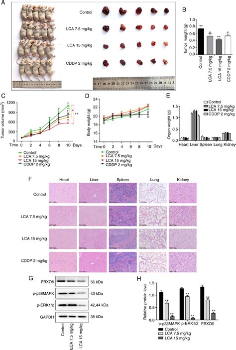 Figure 7 From Licochalcone A Induces Cell Cycle Arrest And Apoptosis