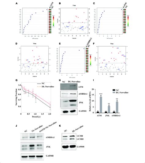 Metabolic Processes Associated With The Low Dose Hrs Phenomenon