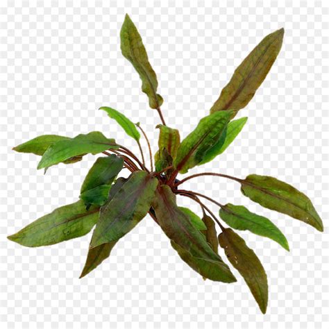 Vous De Voter Cryptocoryne Wendtii Les Plantes Aquatiques PNG Vous