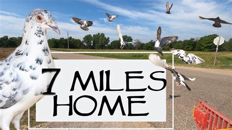 Training Homing Pigeons To Home 7 Miles Will They Make It Home YouTube