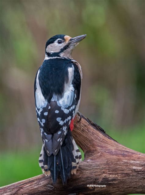 Vroege Vogels Foto Vogels De Grote Bonte Specht