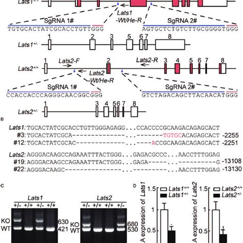 Targeted Depletion Of Lats1 Or Lats2 In Mice By Crisprcas9 System And