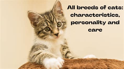 All Cat Breeds: Characteristics, Personality, And Care » The Best ...