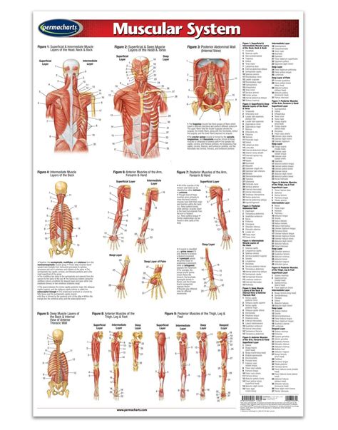 This Physiotherapist Medical Anatomy Office Art Bundle Strikes The Perfect Balance Between Art