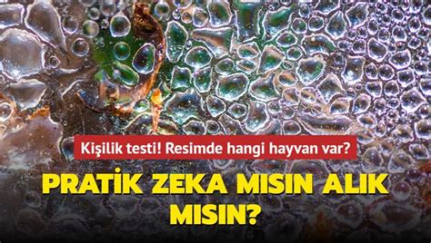 Pratik zeka mısın alık mısın Resimde hangi hayvan var Kişilik