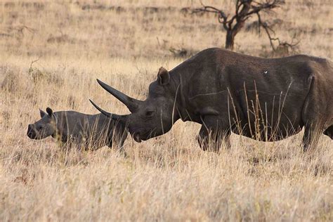 Rhino Conservation In Lewa Wildlife Conservancy Ker Downey Africa