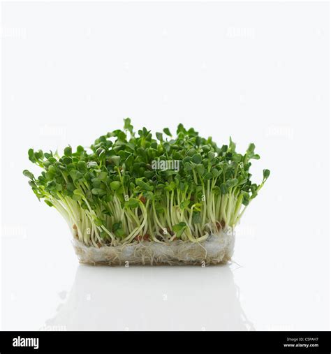Vegetable Sprouts Hi Res Stock Photography And Images Alamy