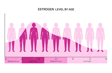 Premium Vector Estrogen Level Color Chart Sex Hormone Production By Age Isolated Flat Vector